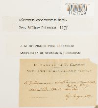 Dicranum condensatum image