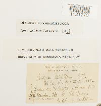 Dicranum condensatum image