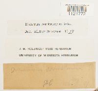 Dicranum condensatum image