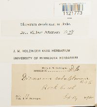 Dicranum condensatum image