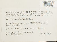 Dicranum condensatum image