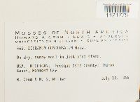 Dicranum condensatum image