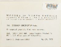 Dicranum condensatum image