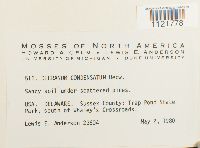 Dicranum condensatum image
