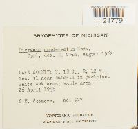 Dicranum condensatum image