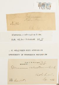 Dicranum condensatum image