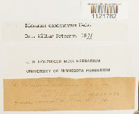 Dicranum condensatum image