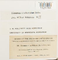 Dicranum condensatum image