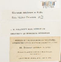 Dicranum condensatum image