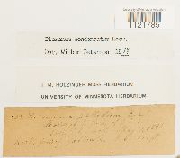 Dicranum condensatum image