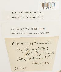 Dicranum condensatum image