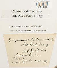 Dicranum condensatum image