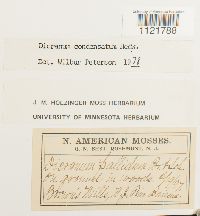 Dicranum condensatum image