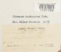 Dicranum condensatum image