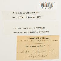 Dicranum condensatum image