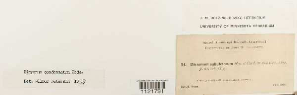 Dicranum condensatum image