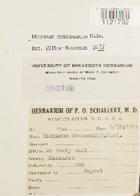 Dicranum condensatum image