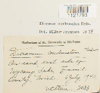 Dicranum condensatum image