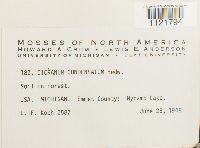 Dicranum condensatum image