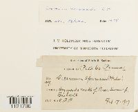 Dicranum drummondii image