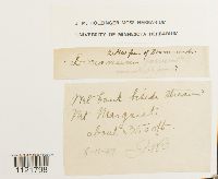 Dicranum drummondii image