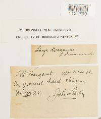 Dicranum drummondii image