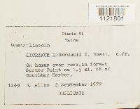 Dicranum drummondii image