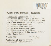 Dicranum drummondii image