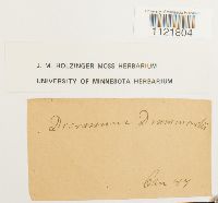 Dicranum drummondii image