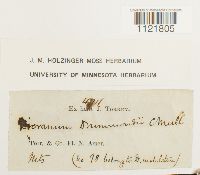 Dicranum drummondii image