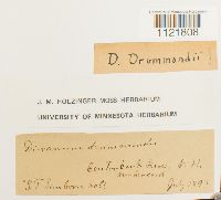 Dicranum drummondii image