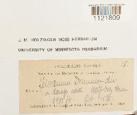 Dicranum drummondii image