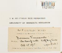 Dicranum drummondii image