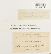 Dicranum drummondii image