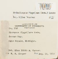 Dicranum flagellare image