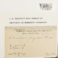 Dicranum flagellare image