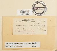 Dicranum flagellare image