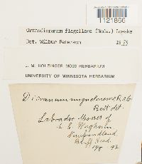 Dicranum flagellare image