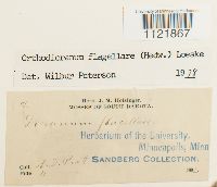 Dicranum flagellare image