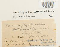 Dicranum flagellare image