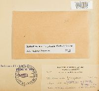 Dicranum flagellare image