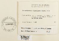 Dicranum flagellare image