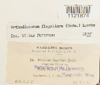 Dicranum flagellare image