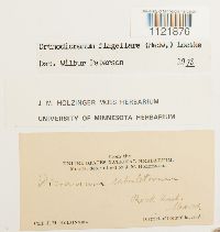 Dicranum flagellare image