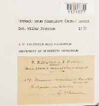 Dicranum flagellare image