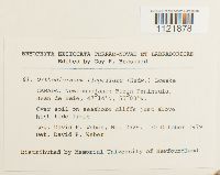 Dicranum flagellare image