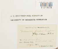 Dicranum flagellare image