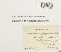 Dicranum flagellare image