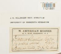 Dicranum flagellare image