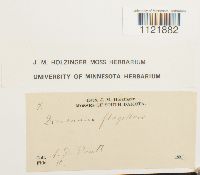 Dicranum flagellare image